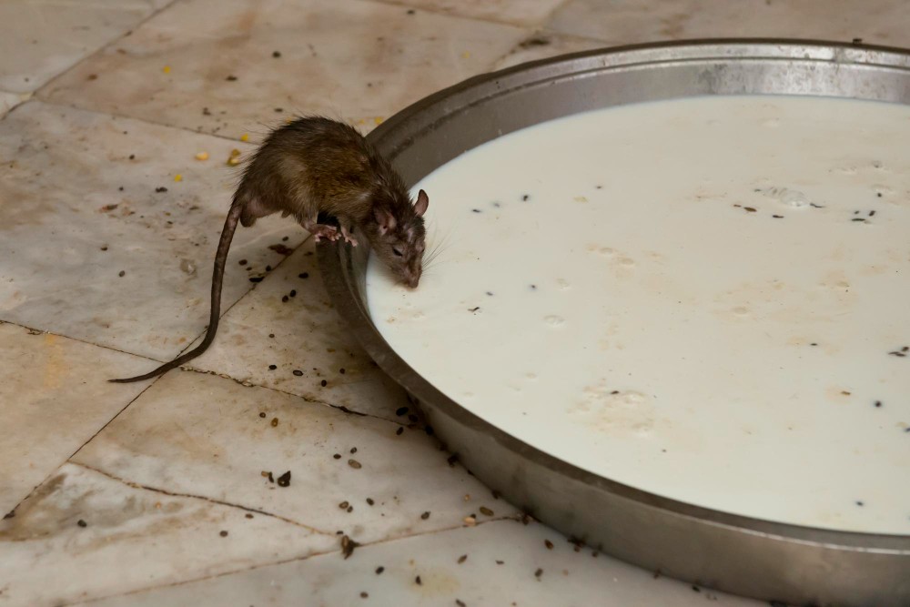 Colles et Pièges à Glue pour Rats : Utilisation, Efficacité et Considérations Éthiques		