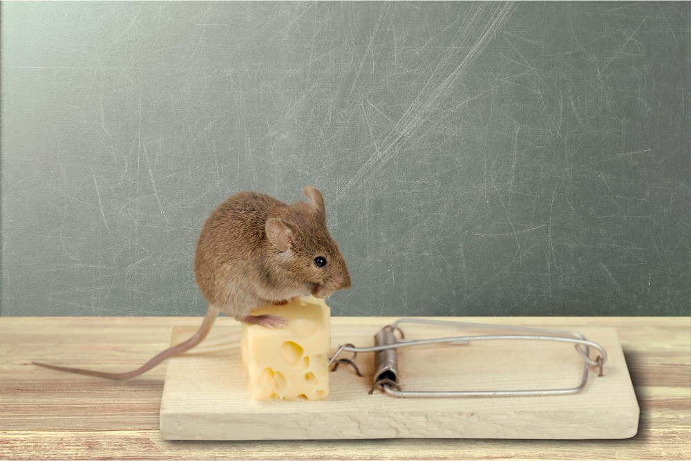 Raticide : Guide complet pour choisir le meilleur produit anti-rongeurs		