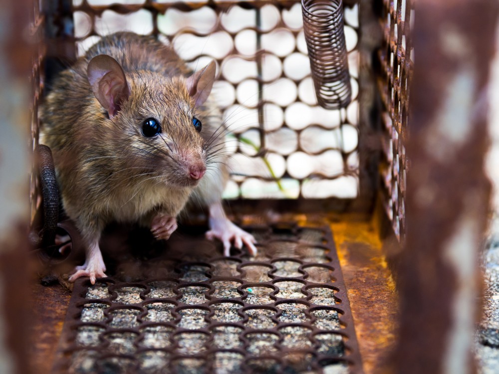 Appâts pour Rats : Attirez et Éliminez les Rongeurs Indésirables avec Efficacité